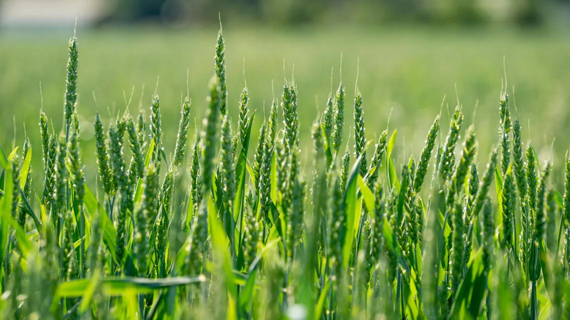 Farmers stand to see increase crop yields and profits with 15-25% return on  investment by transitioning to regenerative farming practices | WBCSD